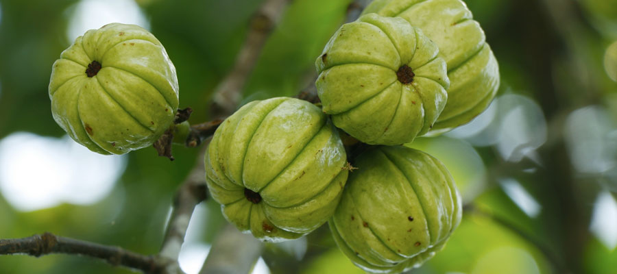 Vertus du Garcinia Cambogia