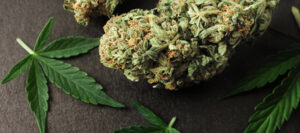CBD